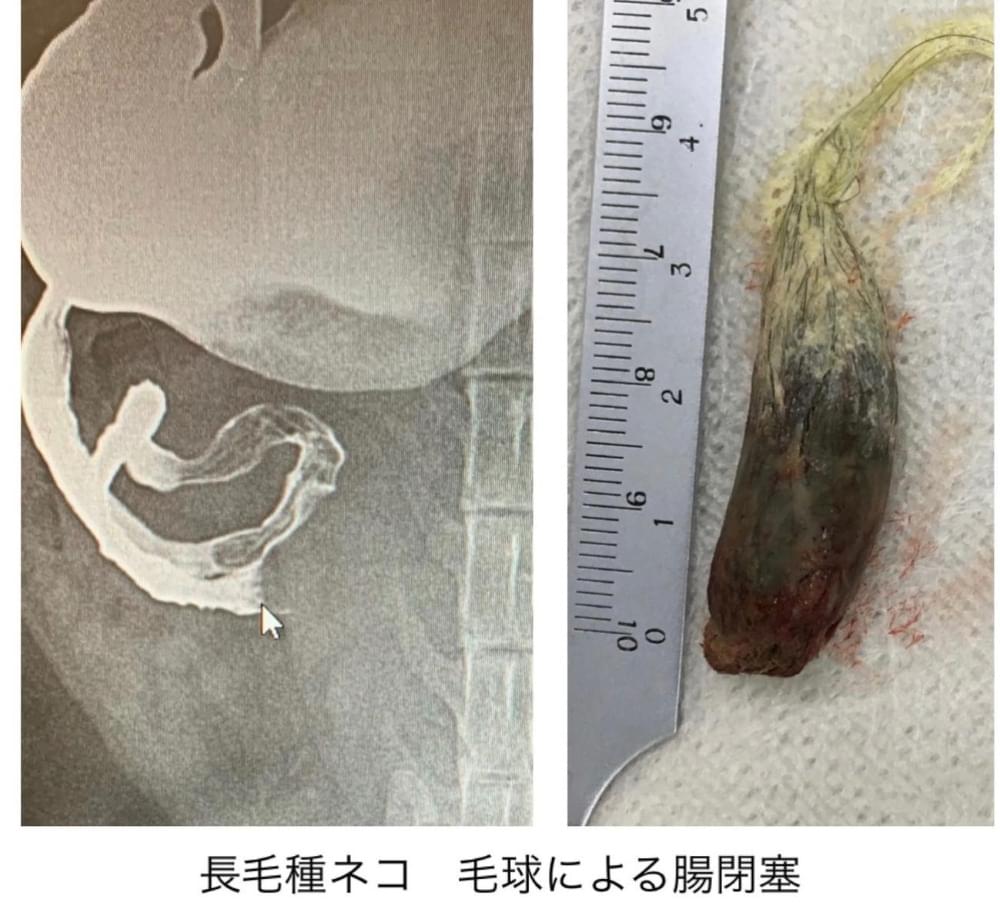 長毛猫、毛球による腸閉塞