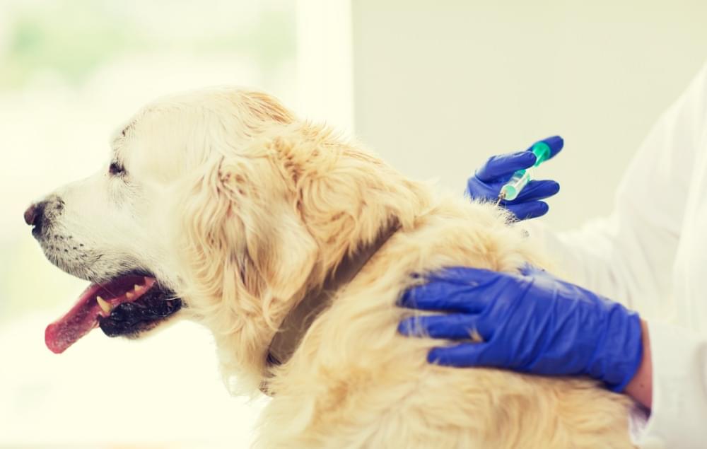 注射を打たれる犬